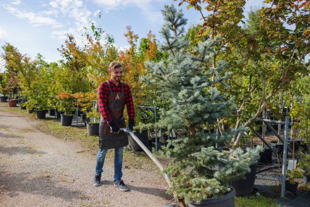 Best Emergency Tree Removal  in Hollymead, VA